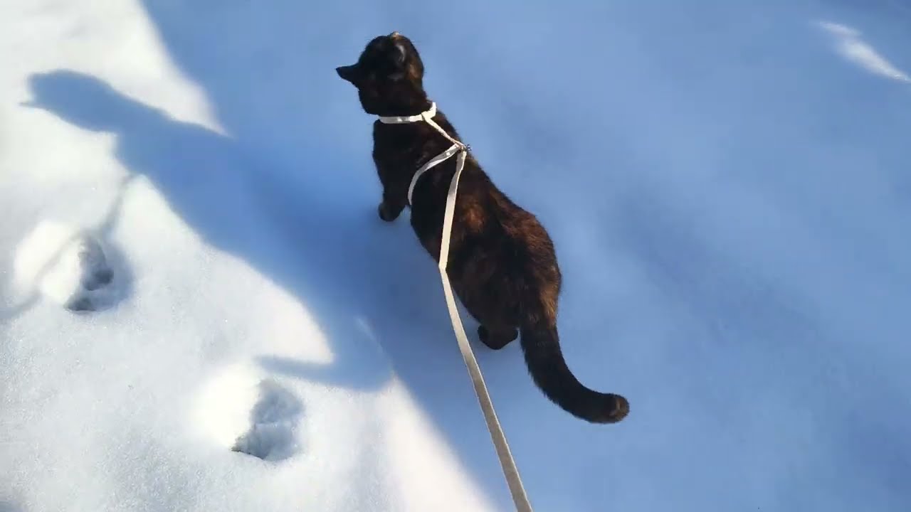 Koci spacer poziom ZIMA!!!😹❄️😉