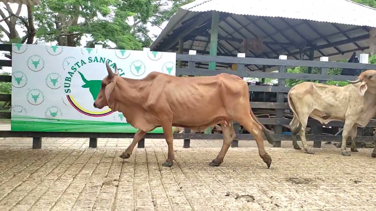 LOTE 146. Feria 23 Subasta Santa Clara