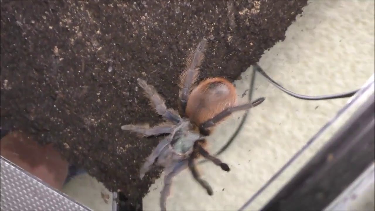 Rehousing 3 females of Aphonopelma mooreae