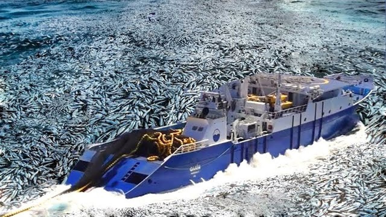Millions of Fish, One Day with Giant Bottom Trawl - Alaska Fishermen Face Their Biggest Challenge