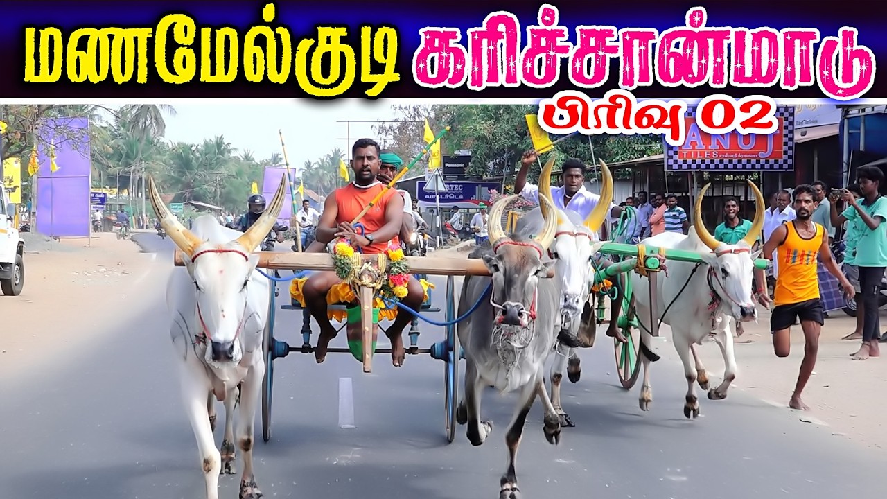 மணமேல்குடி 2கரிச்சான்மாடு  (21.02.2026) பந்தயம்  #perai_raj_digital #reklarace2026