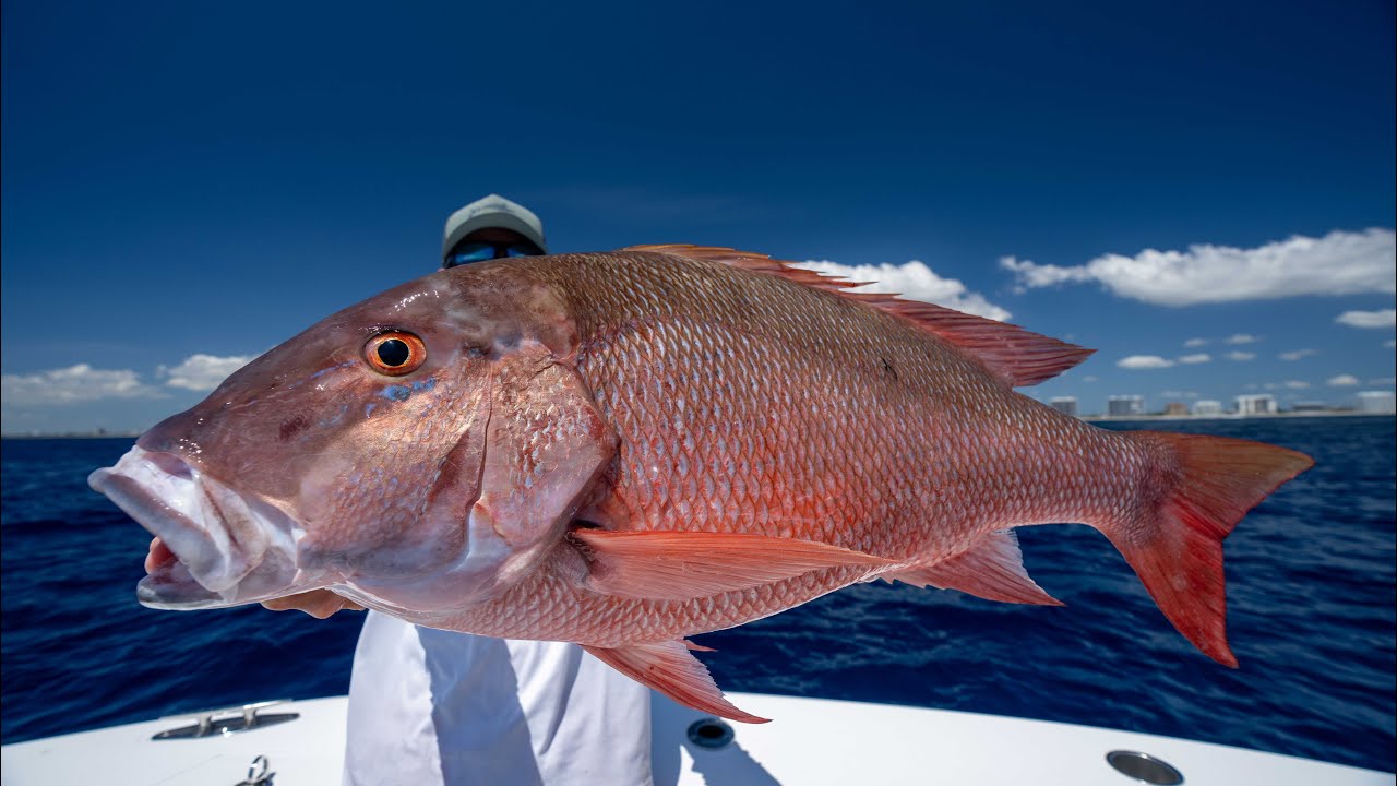 Best way to Fillet Big Snapper! (Mutton Snapper Fillet)