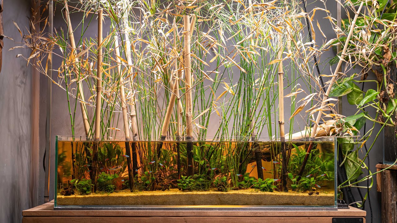 Bamboo Aquarium After 1 Year | Easy Maintenance Routine🌿
