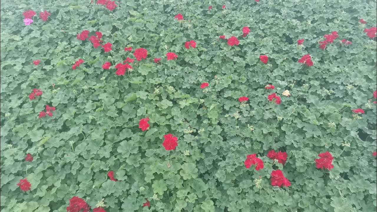 CEA MAI BUNA METODA DE TRECERE A MUSCATELOR DE IARNA!