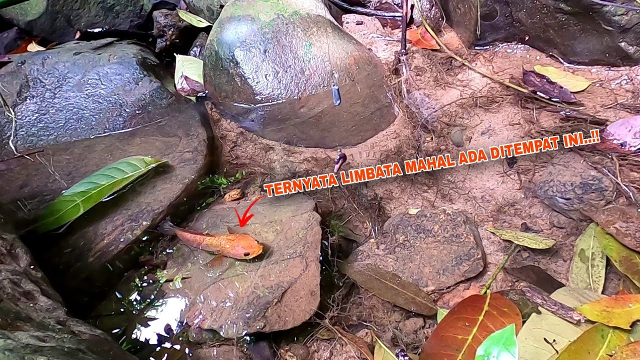 REZEKI NOMPLOk..!! Menemukan Berbagai Hewan Mahal Saat Mancing Channa Limbata Ditempat Ini