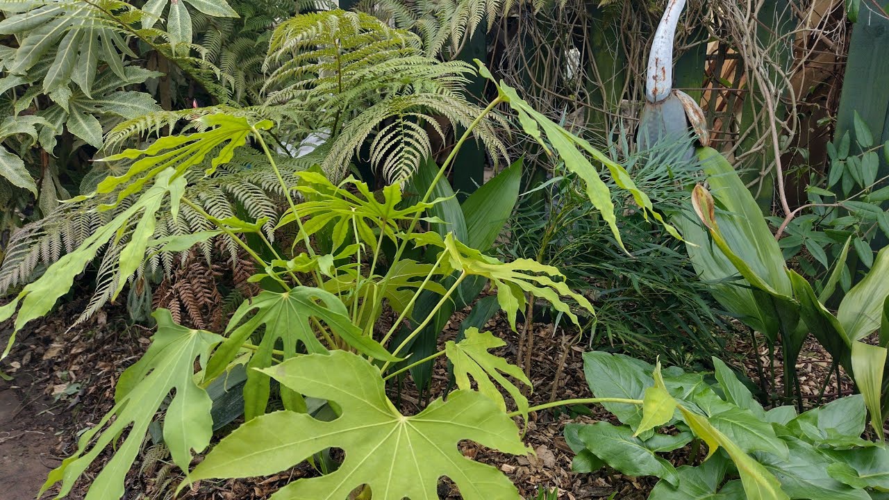 Uncovering plants for spring