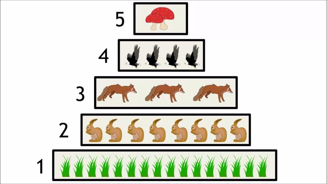 Trophic levels in an ecosystem - WELS (Waterpedia Environmental Learning Series)
