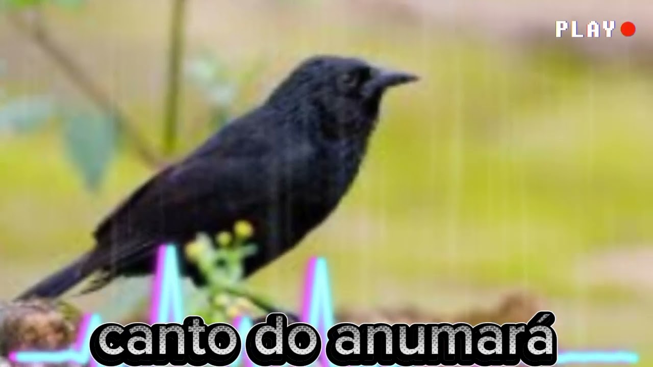 Canto do anumar&aacute; @MELODIASELVAGEM 