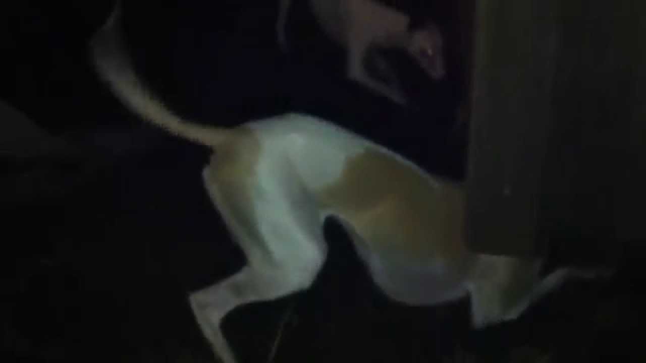 Whippets Hunting Rats at Night