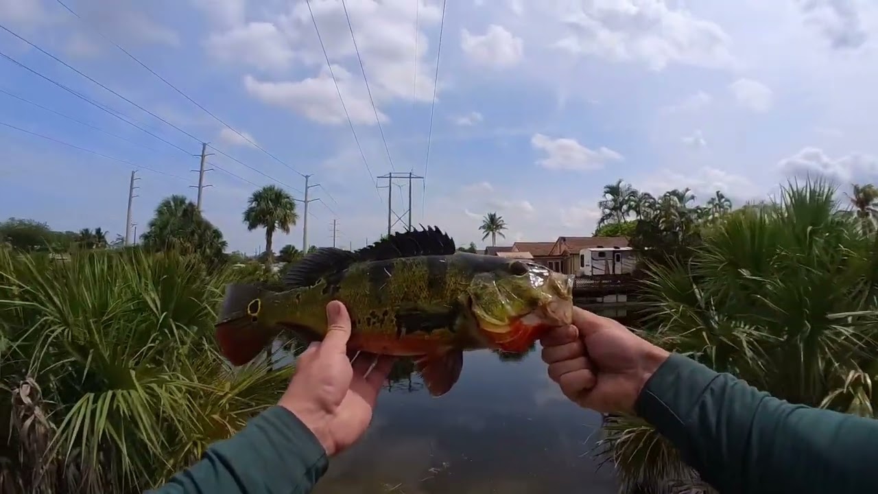 Miami Lakes Canal Fishing Peacock bass_Catch and release 4/26/23