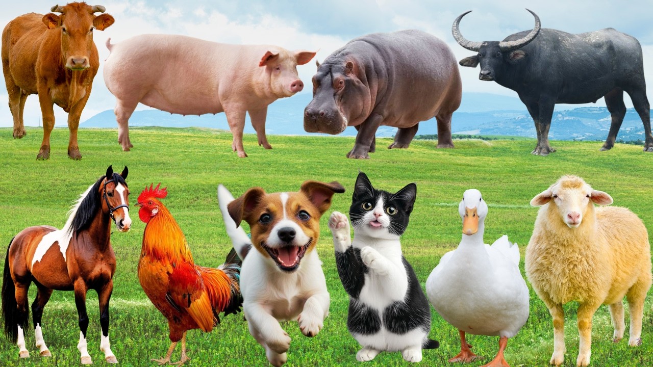 🌿 Đồng Quê Hân Hoan “Giai Điệu Yêu Thương” – Chó, Mèo, Heo & Bò Hòa Ca Rộn Ràng | FarmAnimals 🐓🐄🐱🐶
