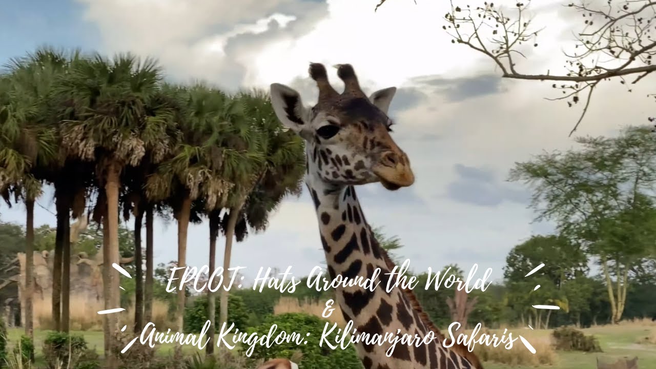 Walt Disney World EPCOT and Animal Kingdom: Hats Around the World & Kilimanjaro Safaris Highlights!