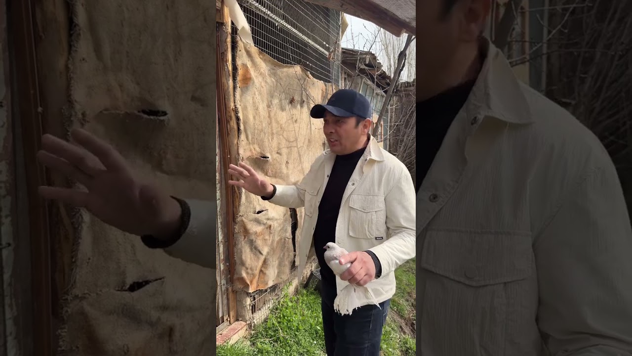 Chirchiq oq kabutarlar