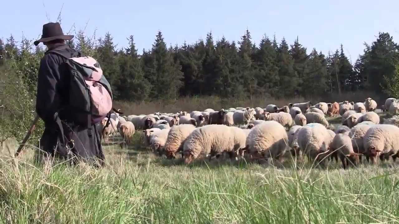 Schafherde mit Schäfer in Nordfriesland