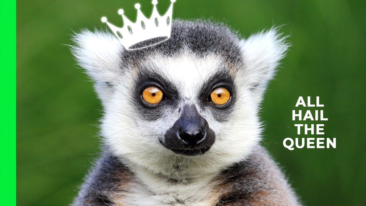 Girls Rule: Ring-tailed Lemur Queen and Her Subjects | Love Nature