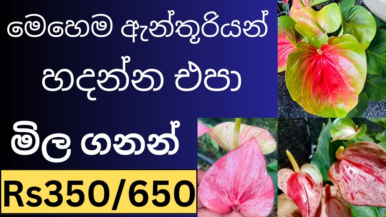 අඩුවට ඇන්තූරියම් මිලදී ගන්න ✅  - Anthurium Business in Sri Lanka 2023