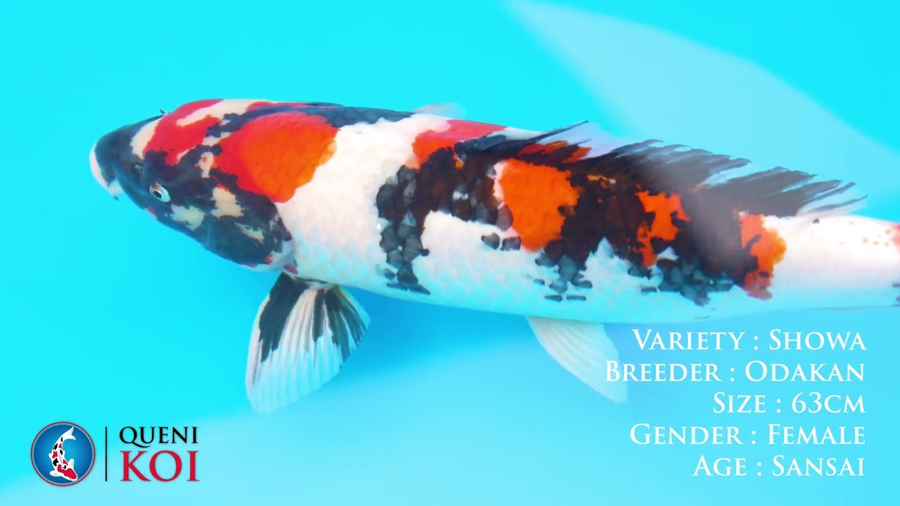 Azukari Quarantine Release, a selection of some of the superb koi in our main show pond.