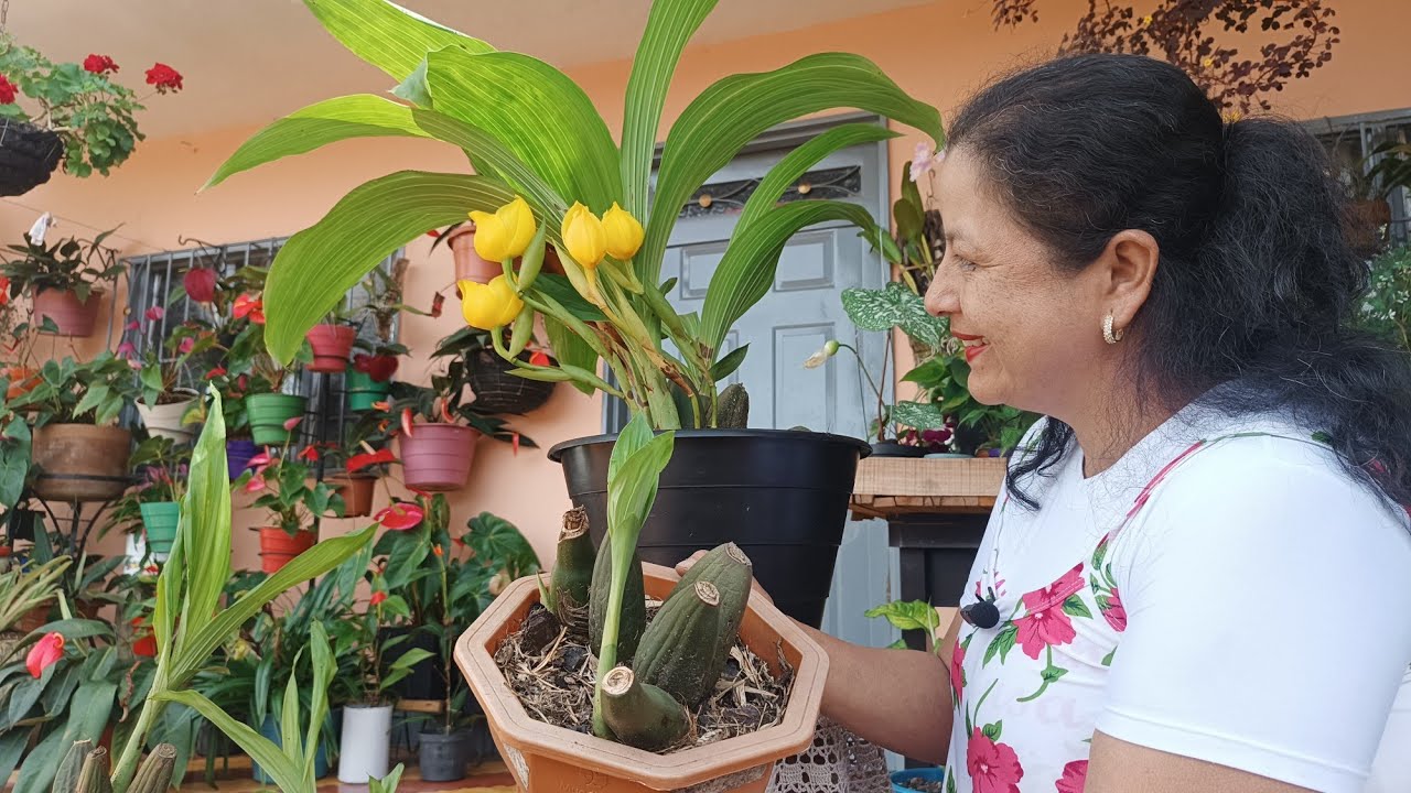 Una de mis Plantas Favoritas//Anguloa o Cuna de Venus 🥰🌼