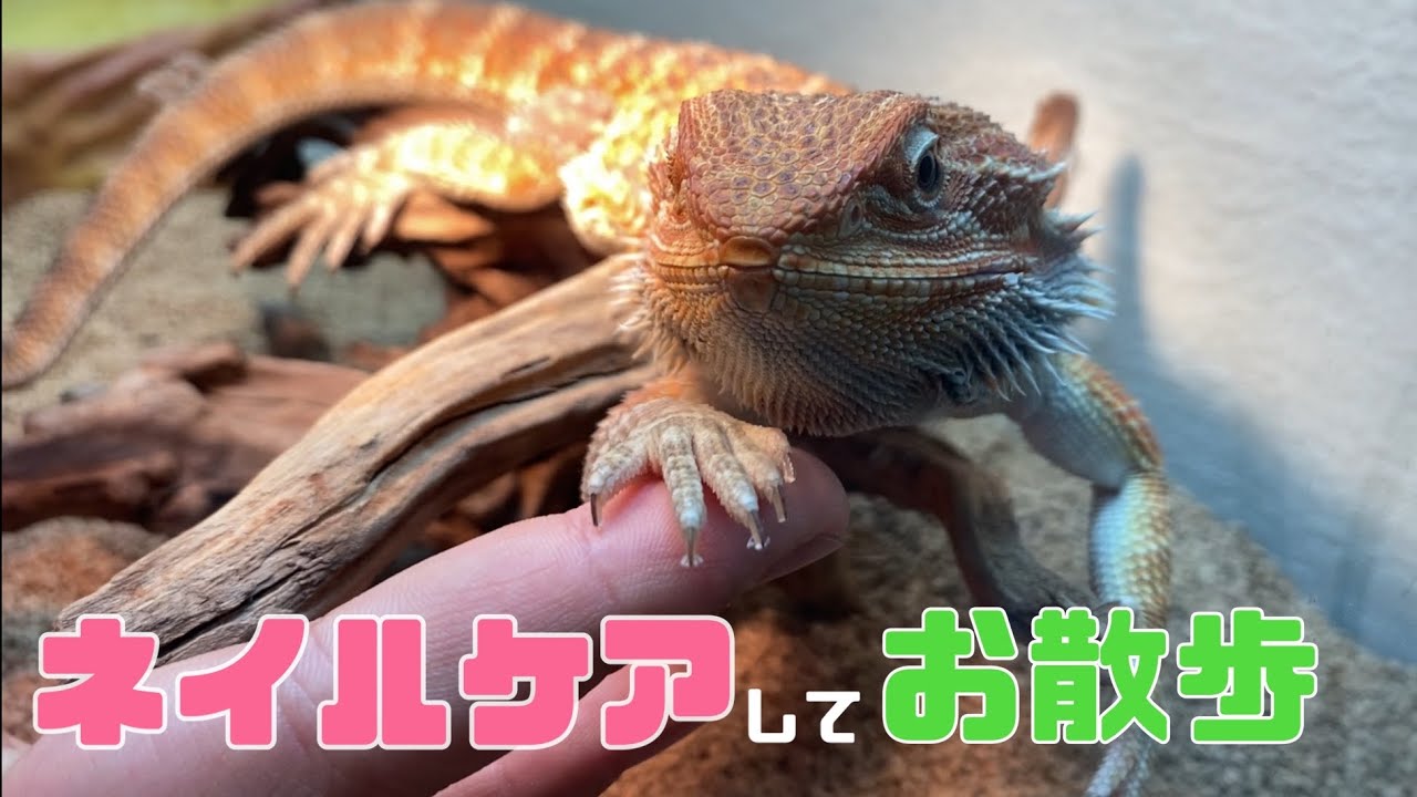 【Y.FUTOAGO】#23 爪の切り方動画のはずが…