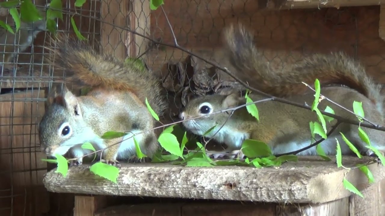 wiewiórki hudsona, okres lęgowy,czy są już młode wiewiórki,squirrels have babies