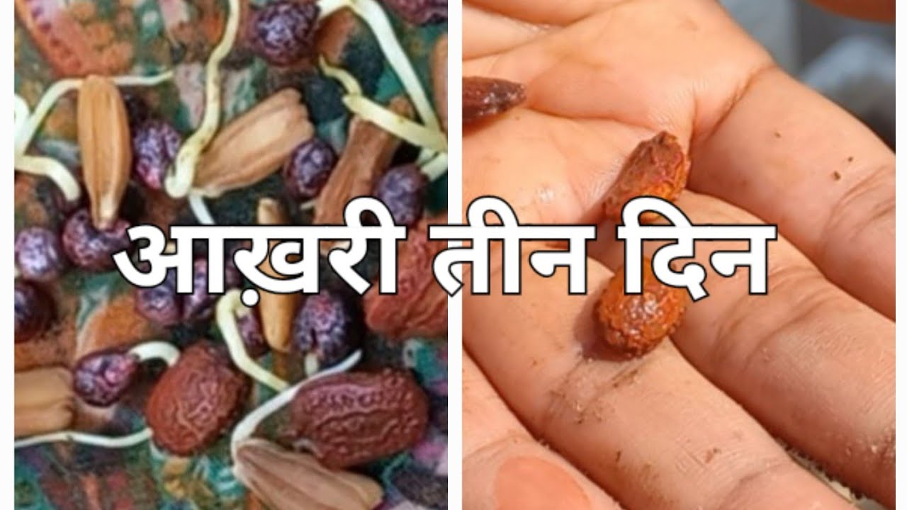 15 मार्च से पहले लगा लें ये सब्जियां वरना बाद में पछताना पड़ेगा 😱​ #terracegardenindia # summer vegt