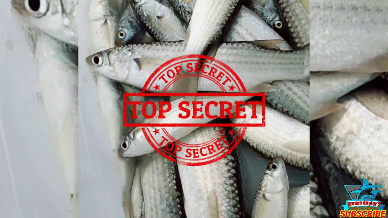 Hasil Kaliori Rembang || Mancing Belanak