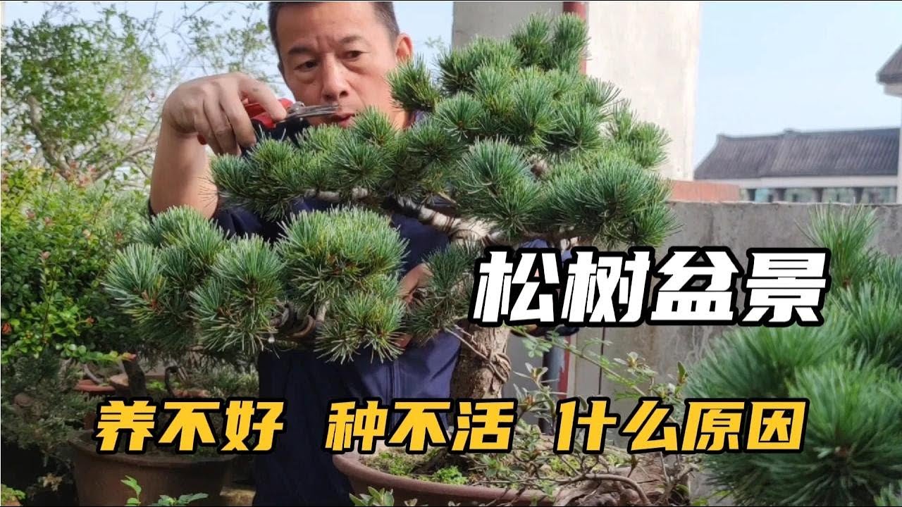 The reason why pine bonsai is not well raised is actually very simple松樹盆景養不好種不活的原因其實很簡單