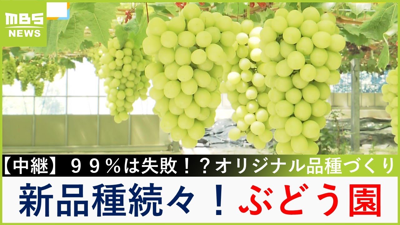 ひとつのぶどう品種を作るのに９９％は失敗！？オリジナル品種が続々！大正時代から続く老舗ぶどう園を調査　「中村オリジナルぶどう園」【福島暢啓の潜入！今昔探偵】【現場から生中継】（2024年9月2日）