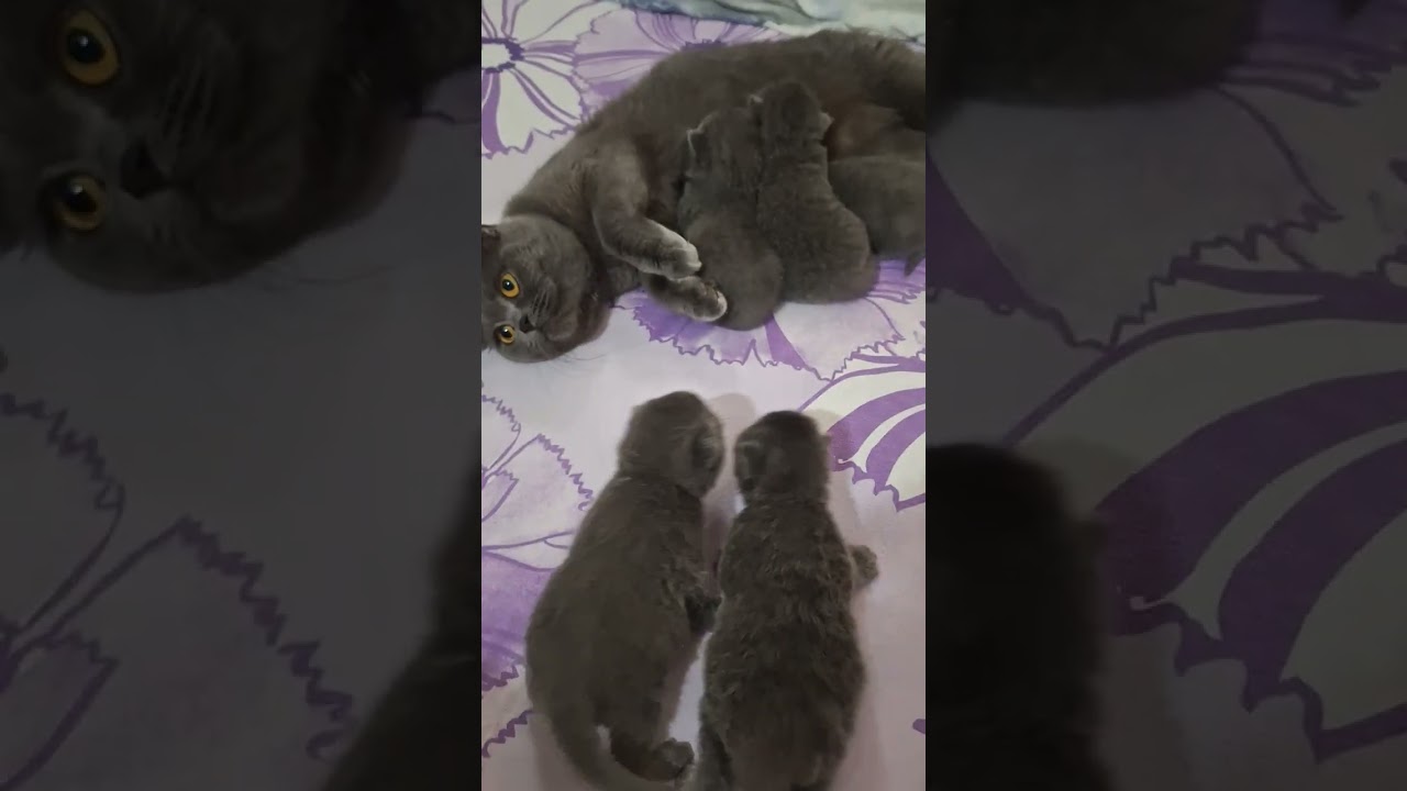 Anne Yorgun Ama Bebekler Vazgeçmedi 🐱
