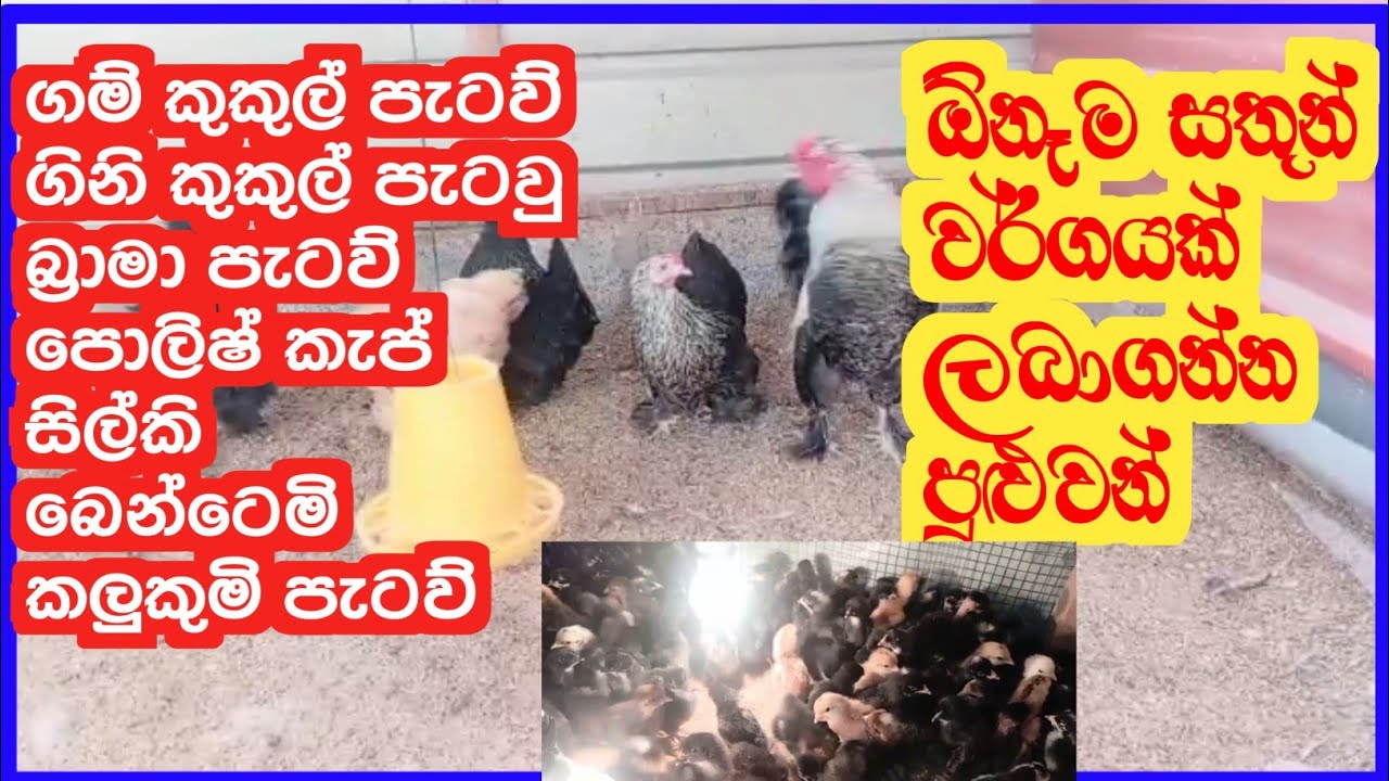 Gam kukul patau vikinimata atha wariyapola / gini kukul patau vikinimata atha / new pet LK