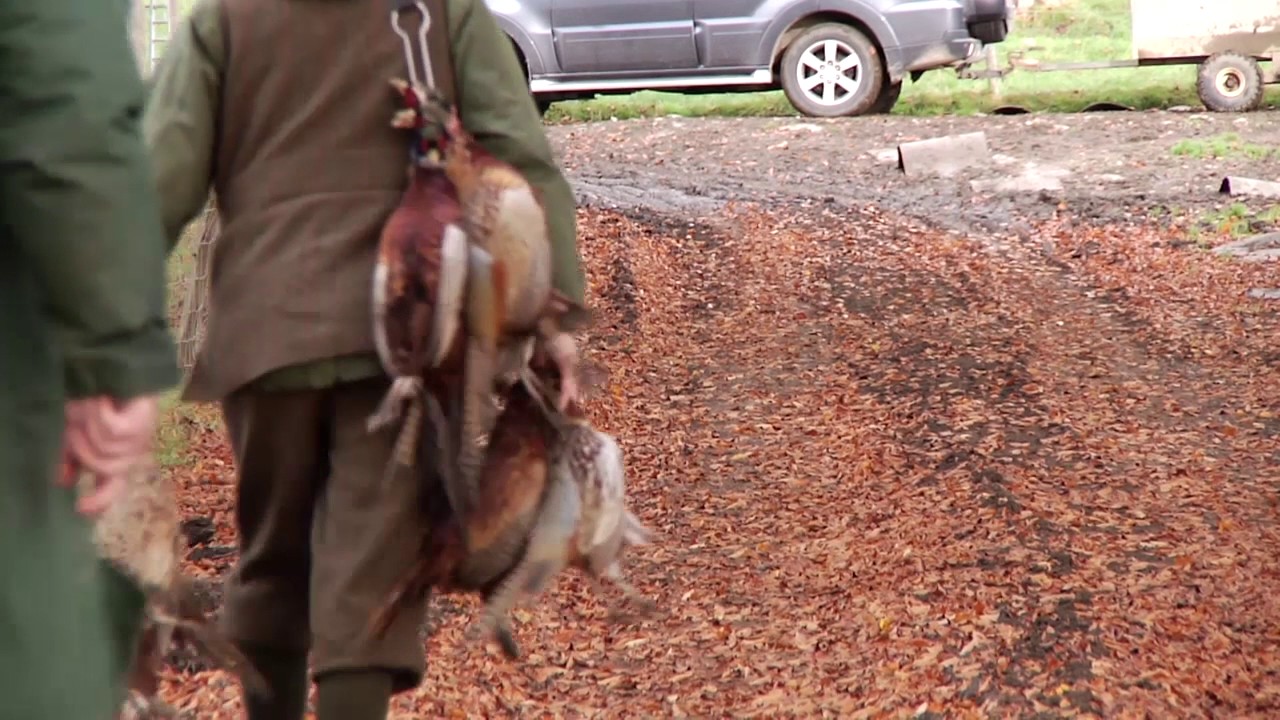 Pheasant Shooting at Ingleborough Shoot Clapham North Yorkshire