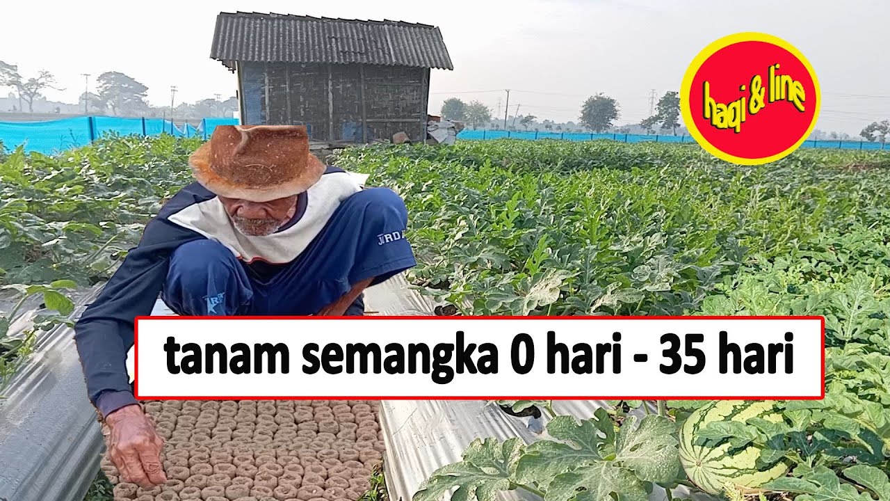 tanam semangka 0 hari - 35 hari