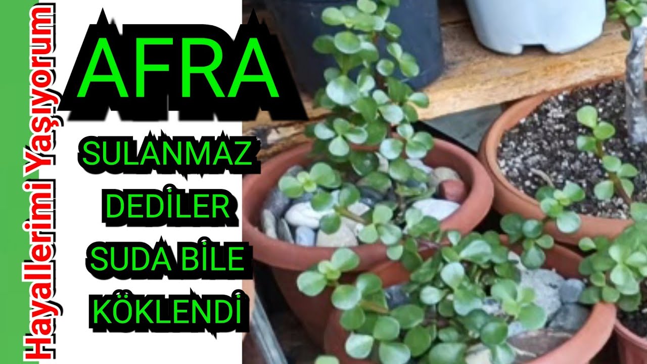 Burası Afrika Değil TÜRKİYE