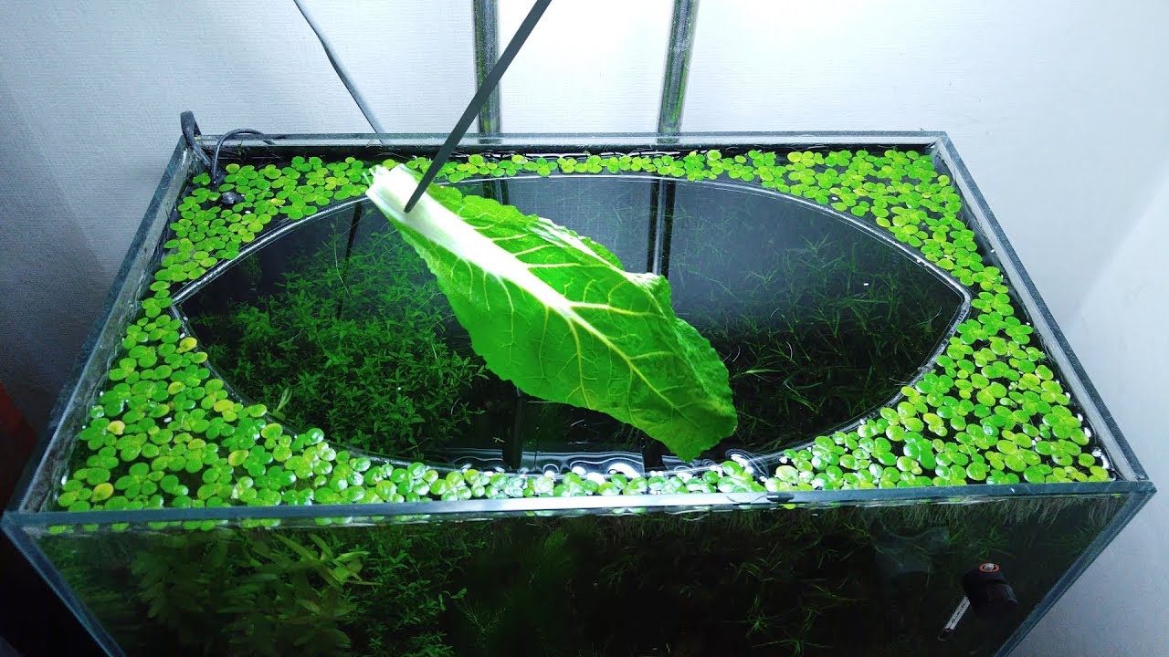 21st Month &ndash; (Cabbage Feeding Frenzy) NO filter, NO CO2, NO Ferts 5 Gallon Nano Tank