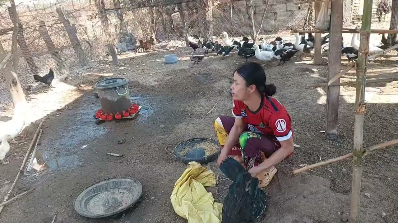 ขอบคุณพี่ต้อมเหมากับข้าวยายนีให้เจ้ศรีไปแจกปีนี้เจ้ศรีได้ขายเป็ดแล้วดีใจๆ