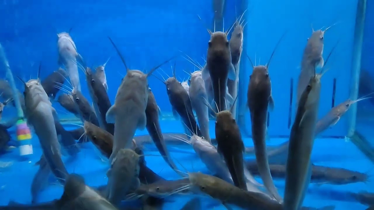 Catfish Playing Dead 😱😱😱 - Ikan Keli main mati di aquarium