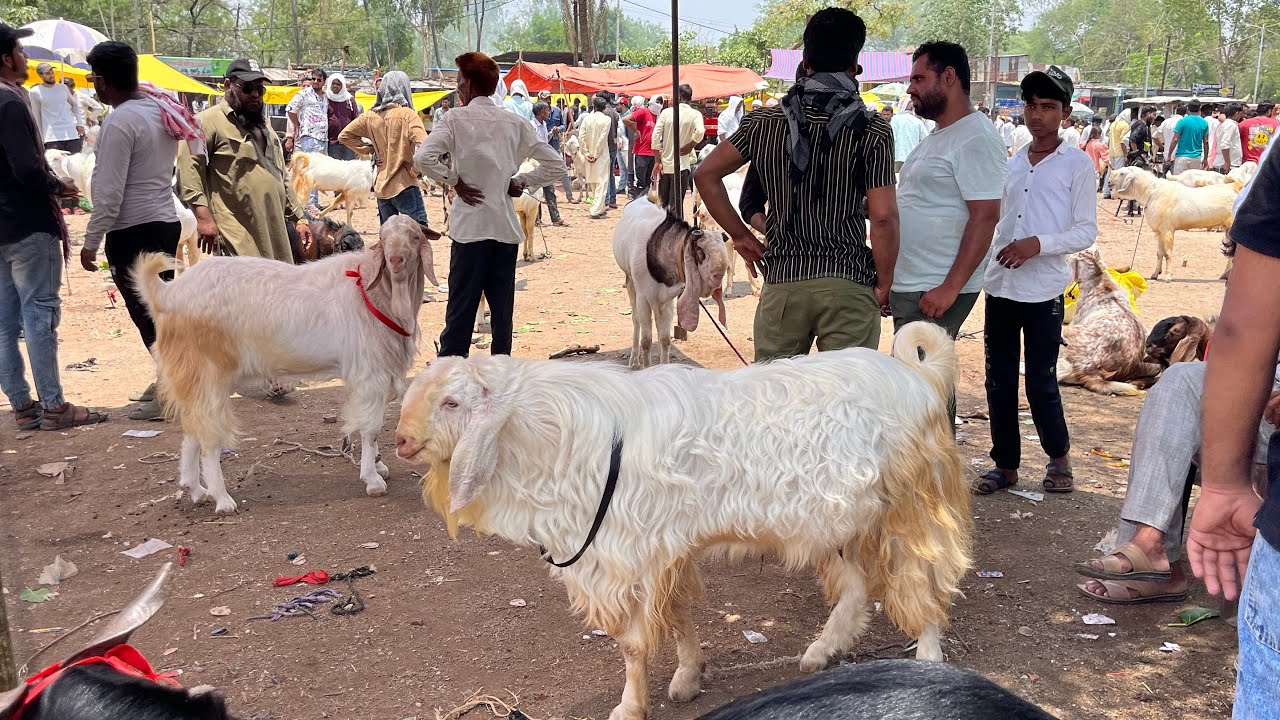 Ashta Bakra Mandi - 14 May 2025