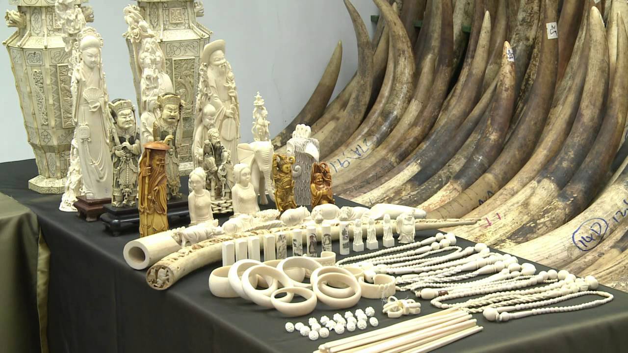 Hong Kong starts destruction of nearly 30 tonnes of ivory
