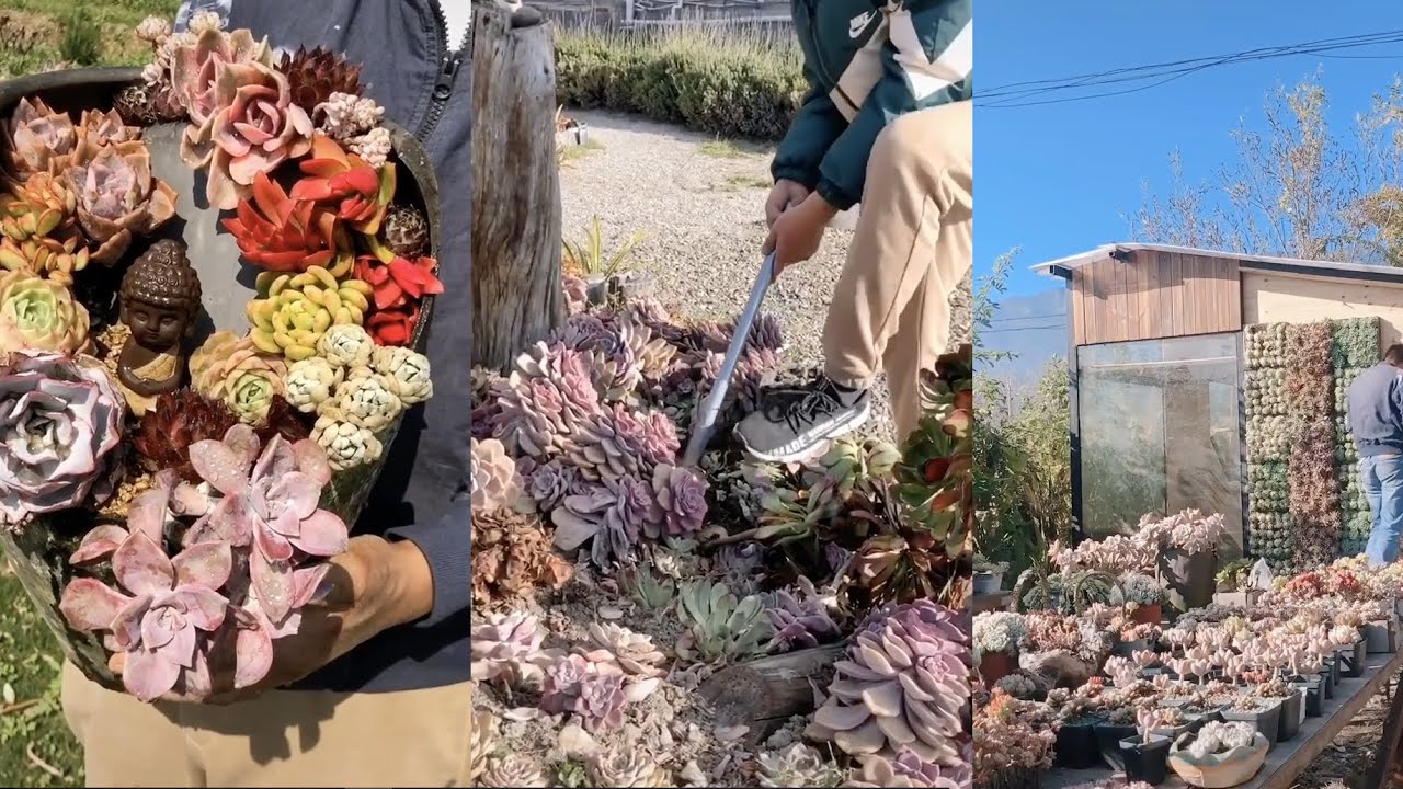 Amazing succulents projects| 多肉植物 | 다육이들 | Suculentas