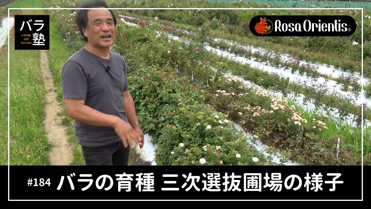#184 バラの育種 三次選抜圃場の様子