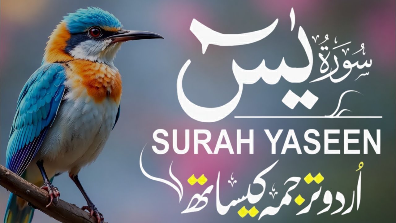 Surah Yaseen With Urdu Translation By Qari Mansoor Ghaznawi I Urdu And Hindi Tarjuma Episode 206