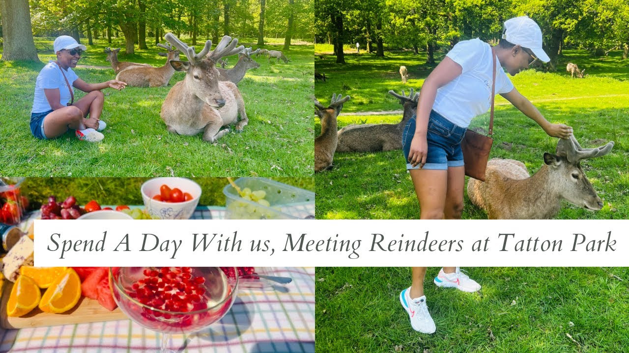 Spend The Day with us/ Meeting Reindeers 🦌 at Tatton Park in Knutsford. Cheshire
