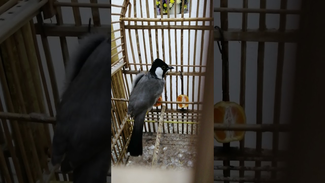 بلبل ديالى ابو حيدر