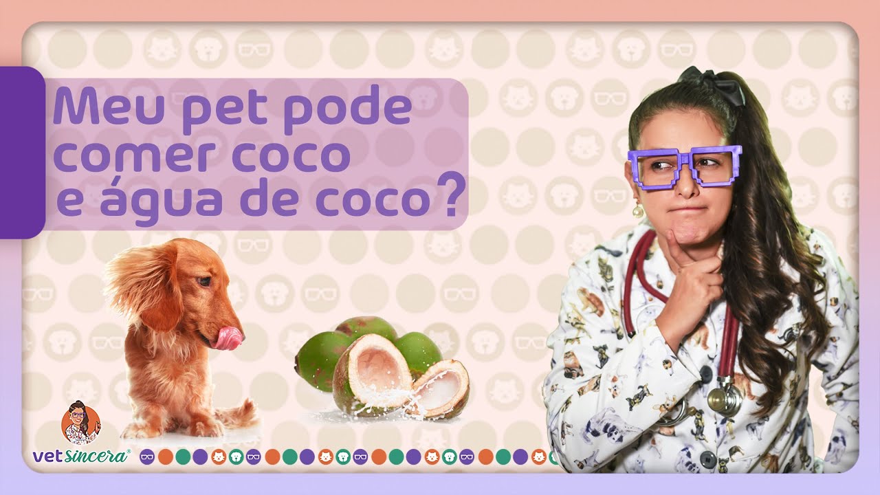 Cachorro pode comer coco e beber água de coco? Como oferecer para o seu cachorro.