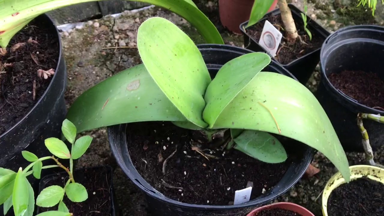 Blutblume (Haemanthus albiflos) zeigt endlich eine erste Knospen // Gartenschlau.com