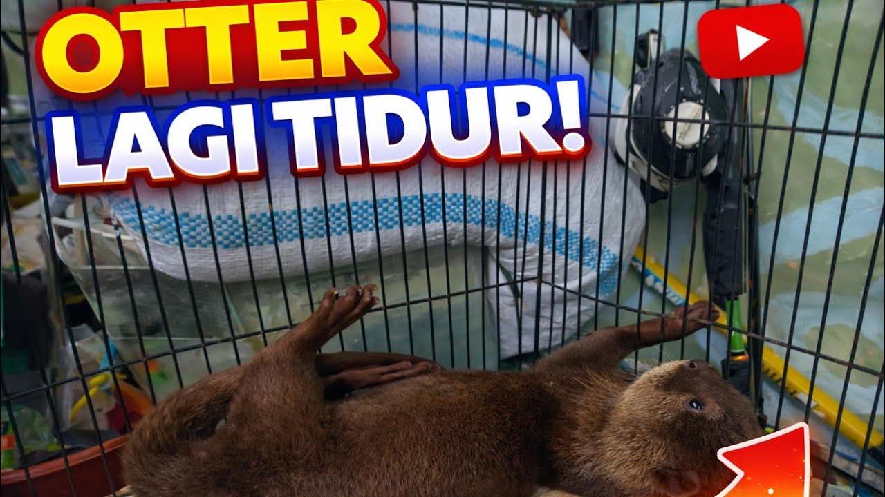 Hari ke3 penjinakan berang beran