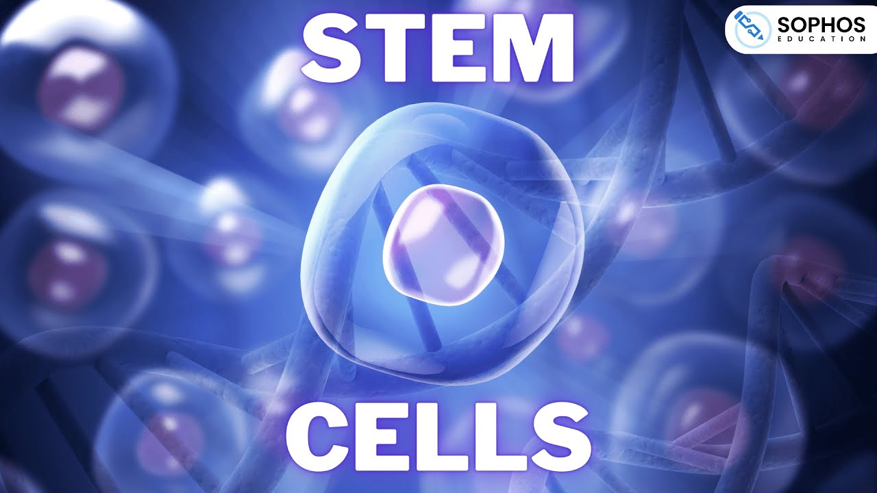 Stem Cells