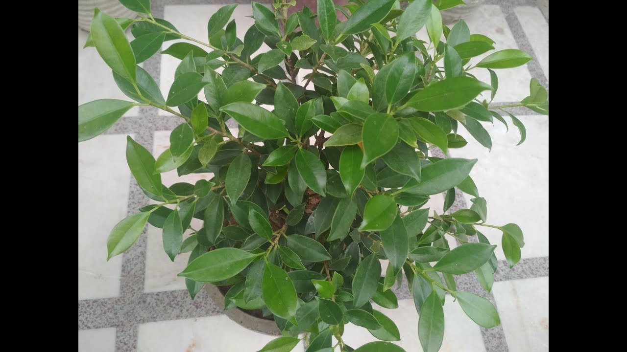 Ficus Plant (Hindi) - How to Grow & Care Ficus Plant in Pots - Ficus Thoninngi