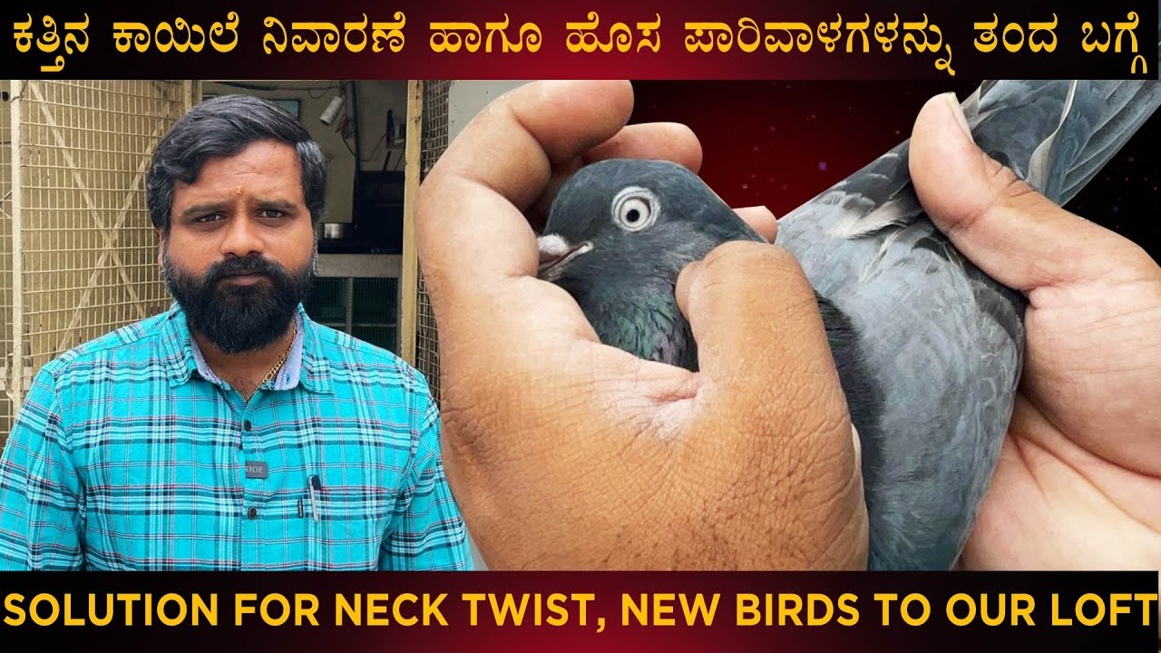 SOLUTION FOR NECK TWIST | ಕತ್ತಿನ ಕಾಯಿಲೆ ನಿವಾರಣೆ ಹಾಗೂ ಹೊಸ ಪಾರಿವಾಳಗಳನ್ನು ತಂದ ಬಗ್ಗೆ