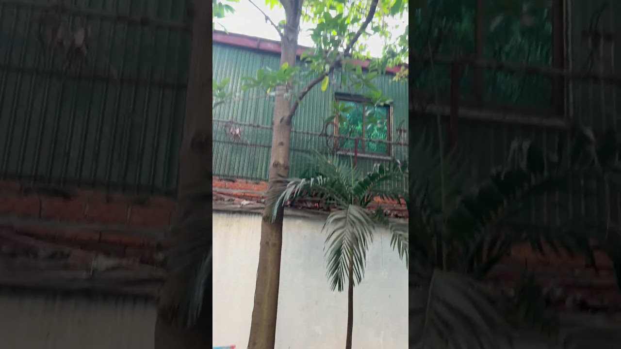 Сезон Манго в Камбодже!